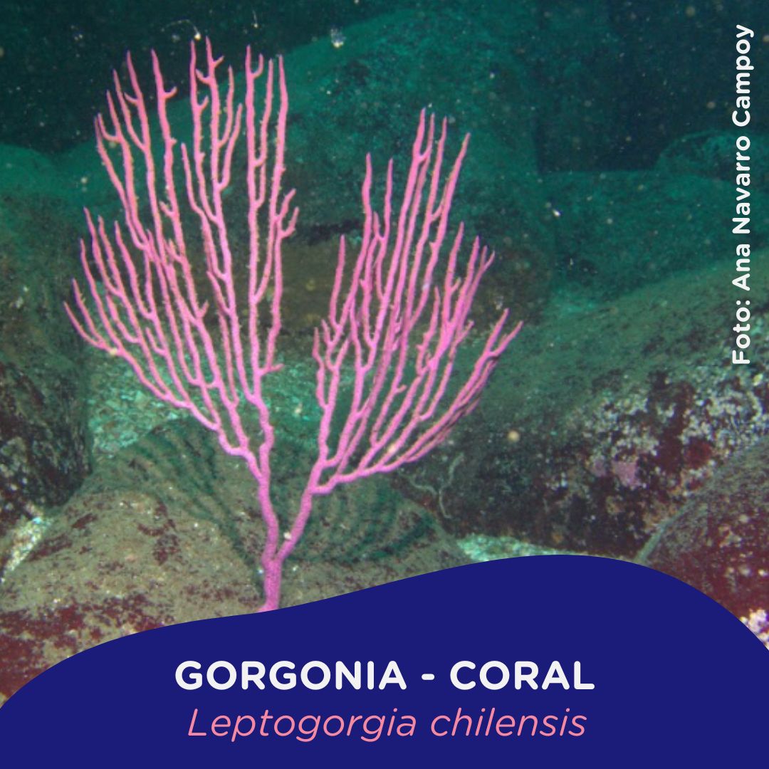 Gorgonia Coral De Agua Fr A Nutme